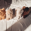 Labradoodle Ornament