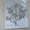 Lori Dedato Art Prints