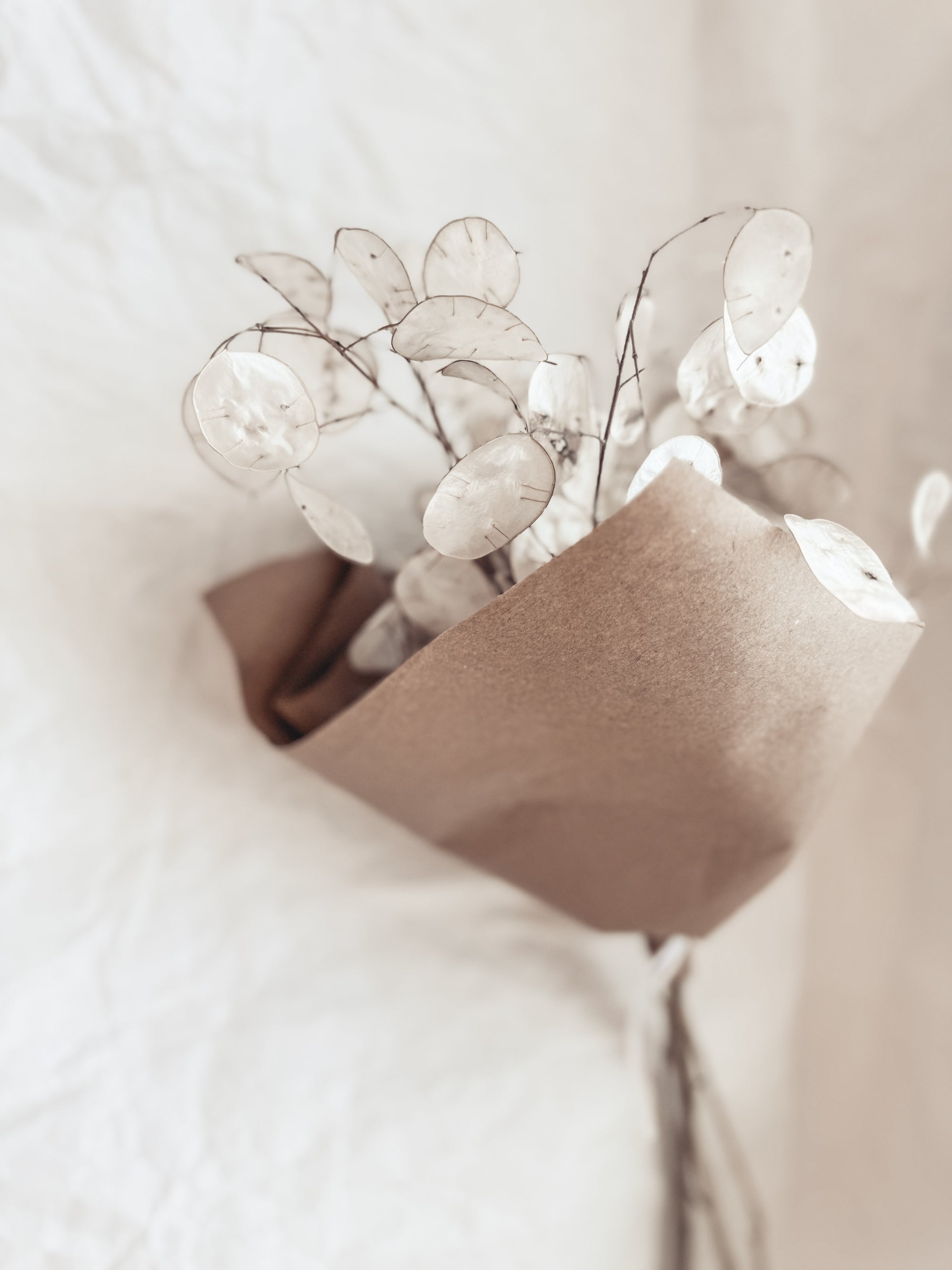 Silver Dollar Bundle